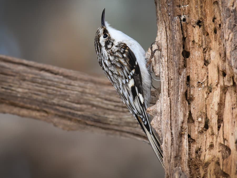 Brown Creeper