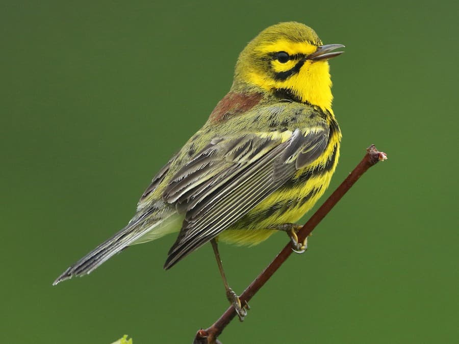 Prairie Warbler