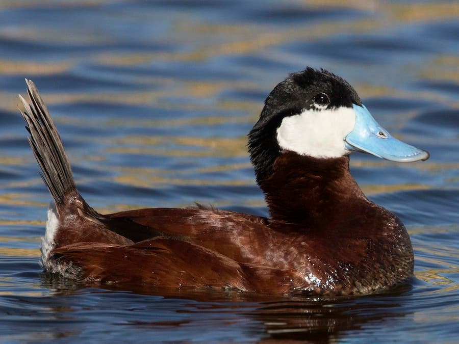 Ruddy Duck