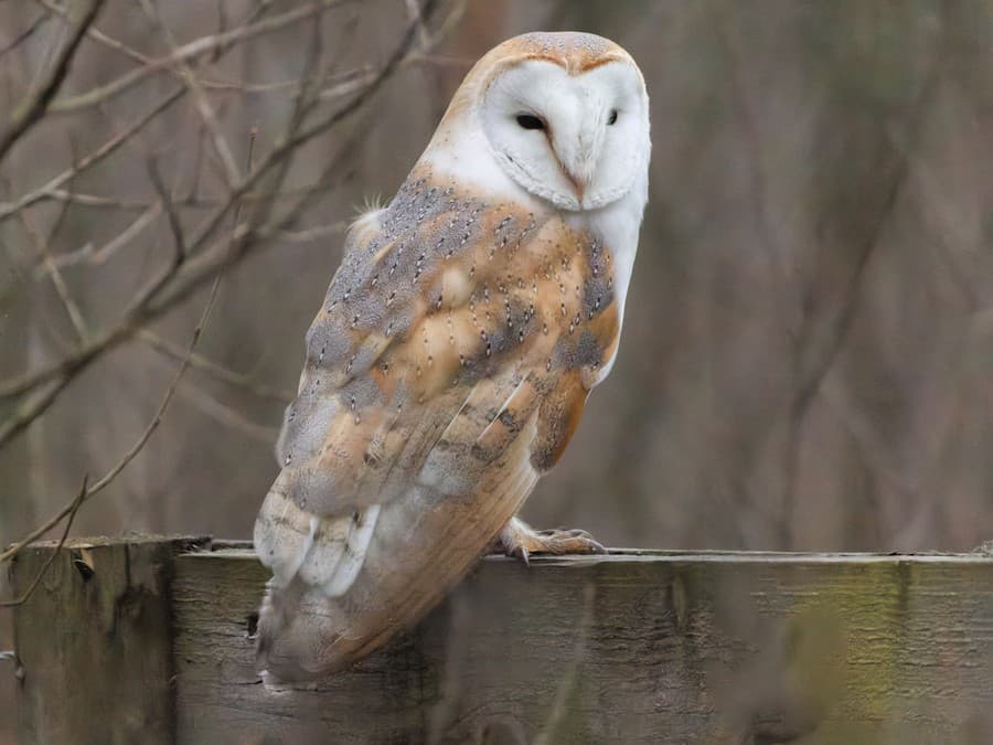 Barn Owl